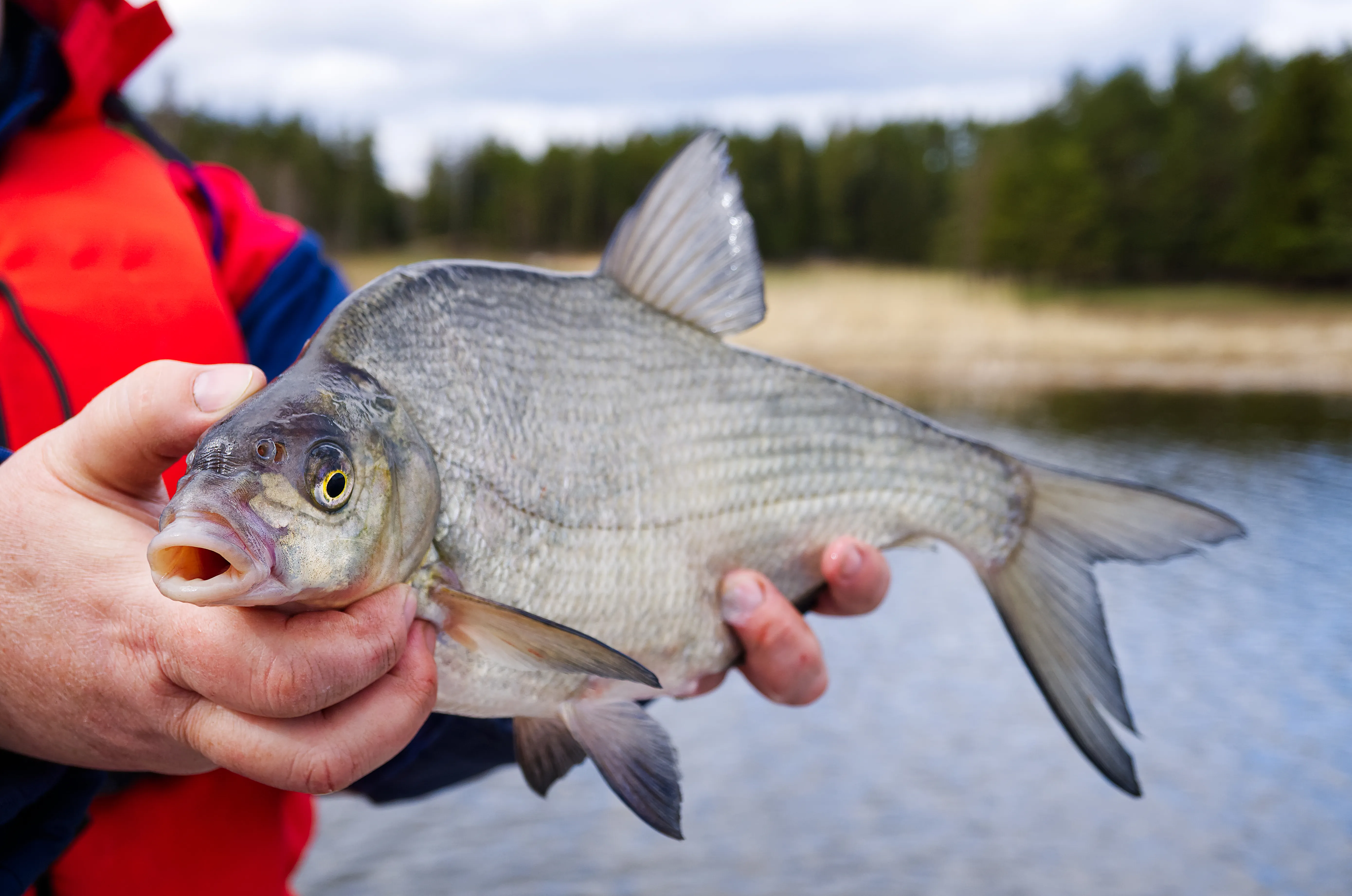 Braxen med djup kropp och grå sida hålls upp framför en sjö