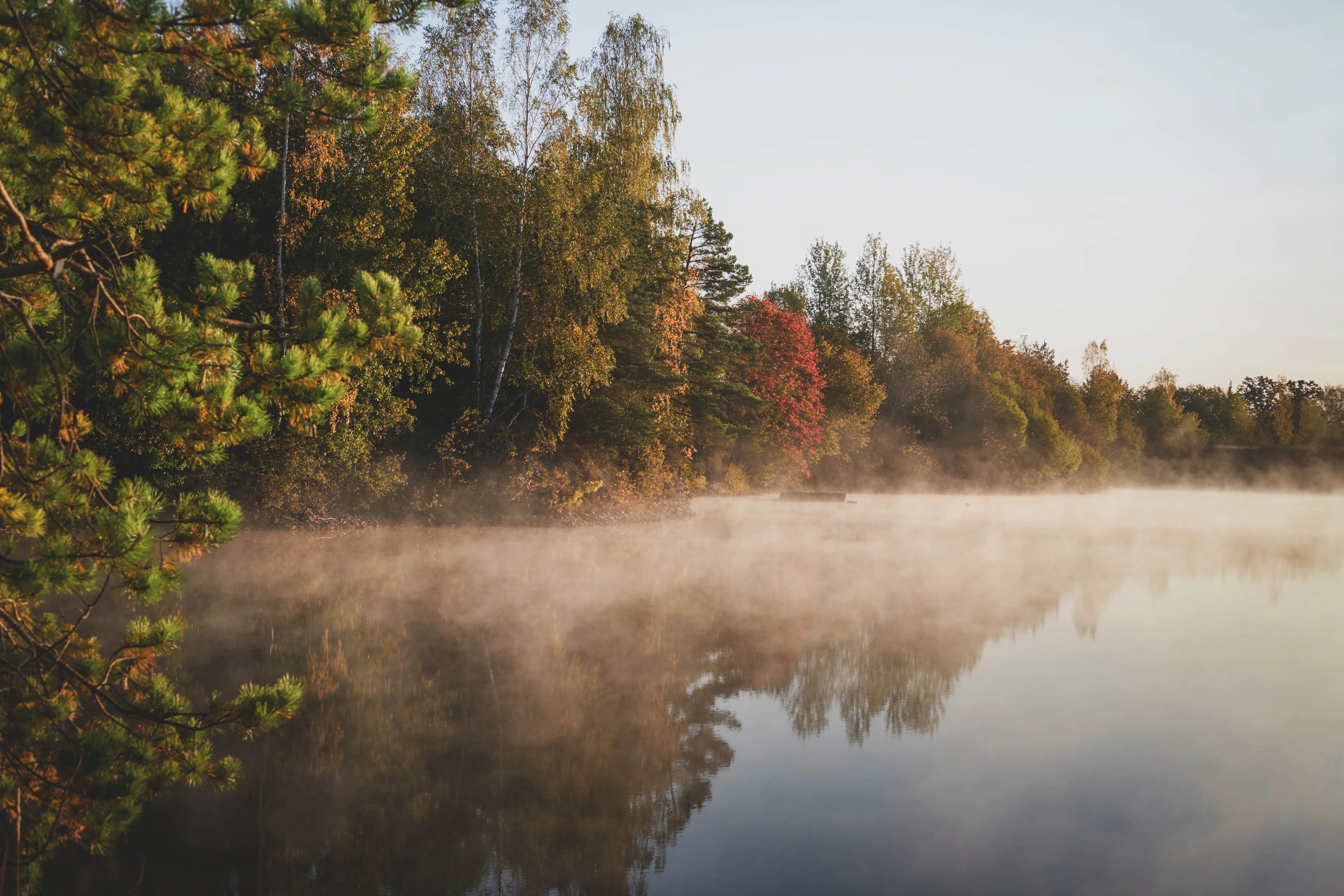 Morgondimma över en stilla sjö, skogen speglas i vattnet