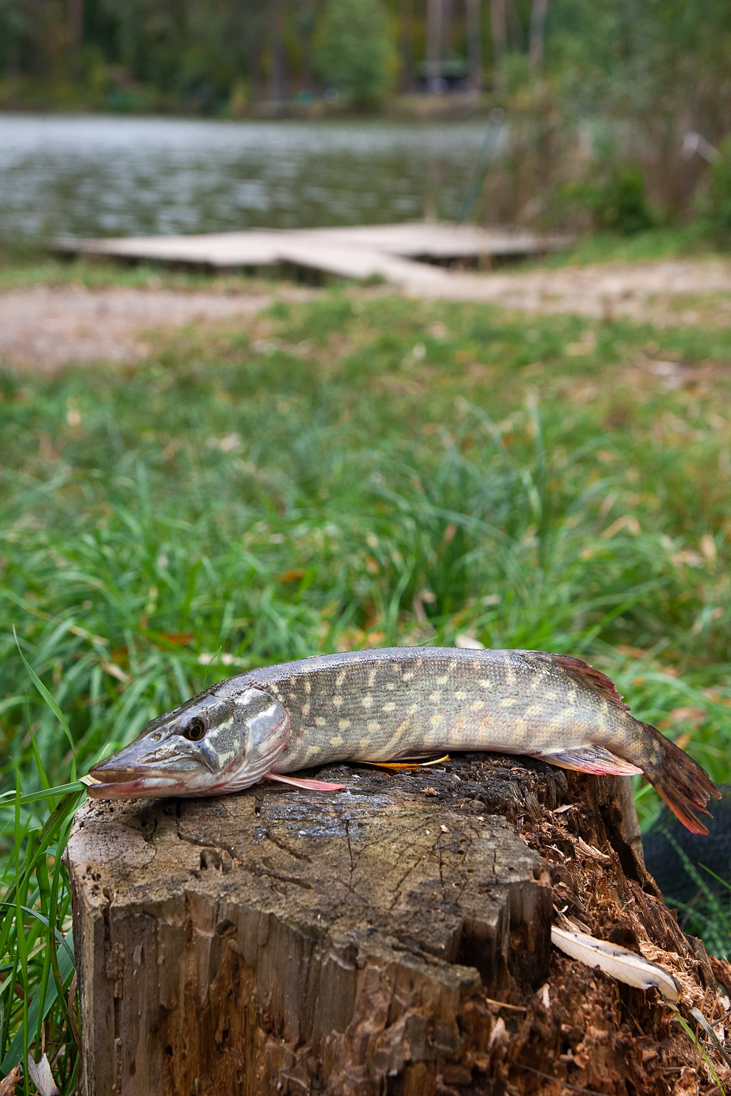 Gädda på en trästubbe vid sjökanten