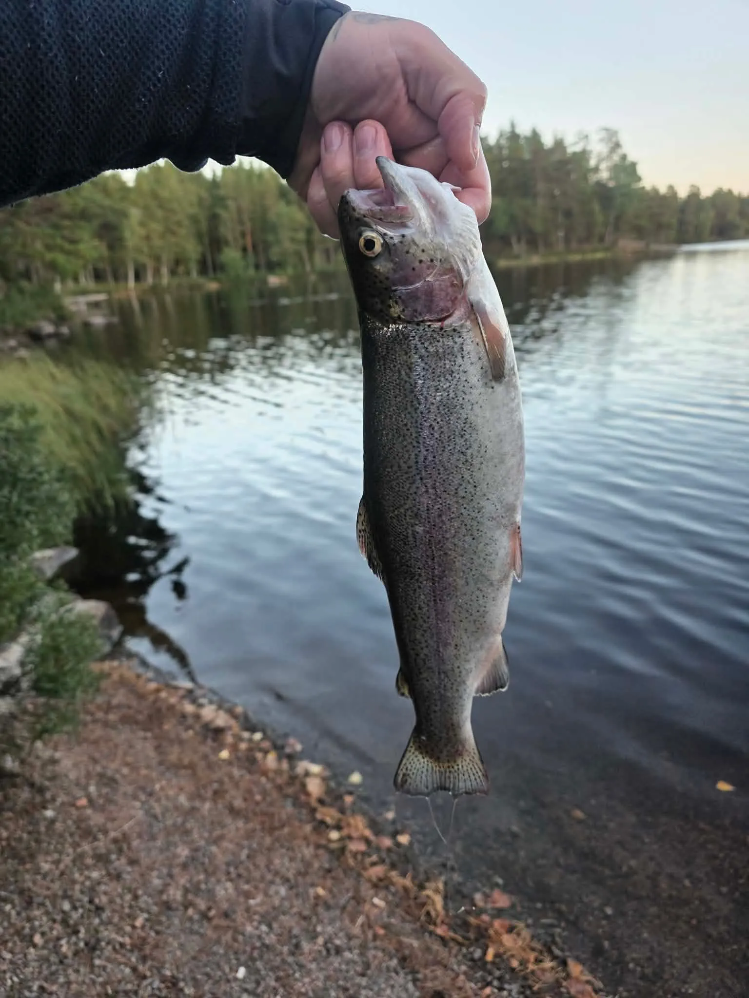 Nyfångad regnbåge hålls upp mot sjön i kvällsljus