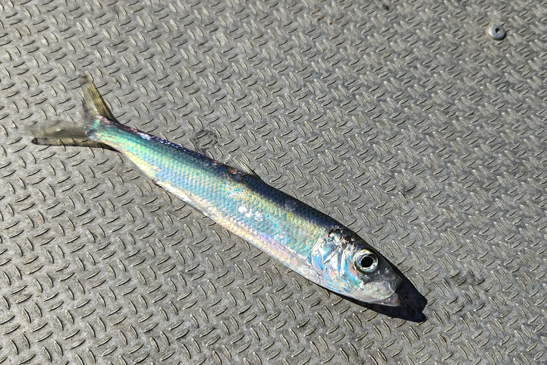 Nyfångad strömming med skimrande silversida ligger på ett båtdäck